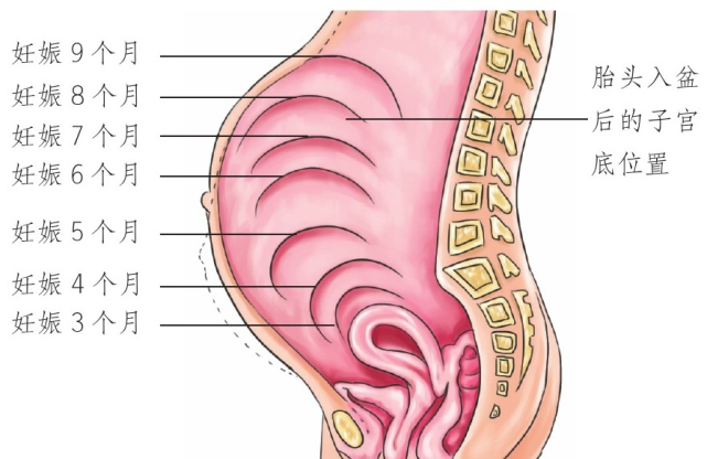 耻骨联合上缘中点距离子宫底部最高点的长度,腹围是指孕妈妈经肚脐
