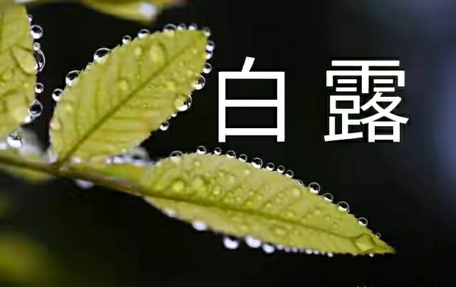 白露恰逢八月初一俗语白露逢月头来年必定愁啥年景