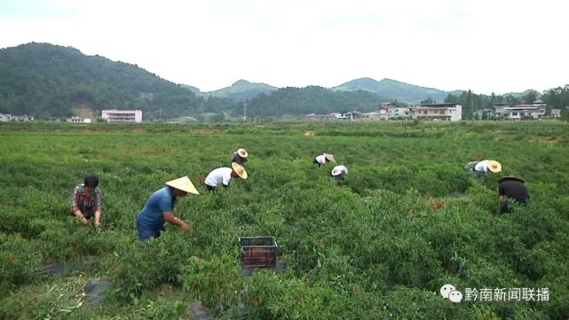 在福泉市龙昌镇仓盈湾坝区