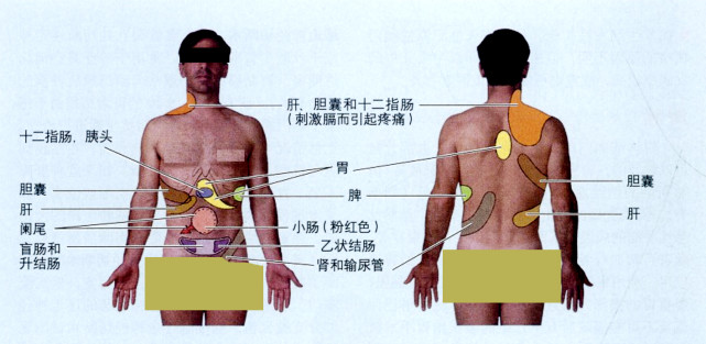 牵涉痛与神经的分布和传导有关,定义解释为:来自于产生 疼痛的脏器的