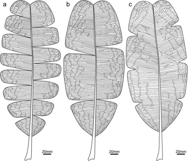 粗买大网羽叶的形态复原图,显示叶缘网脉及具有不同程度的缺刻.