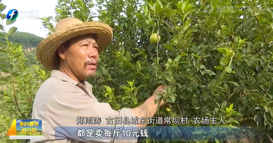 足,甜度高种了一种果子宁德古田县常坝村的果农郑雨涛树上结"黄金"