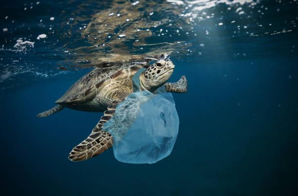 巨型海龟吞下6斤海洋垃圾死亡,如今的海洋污染究竟有