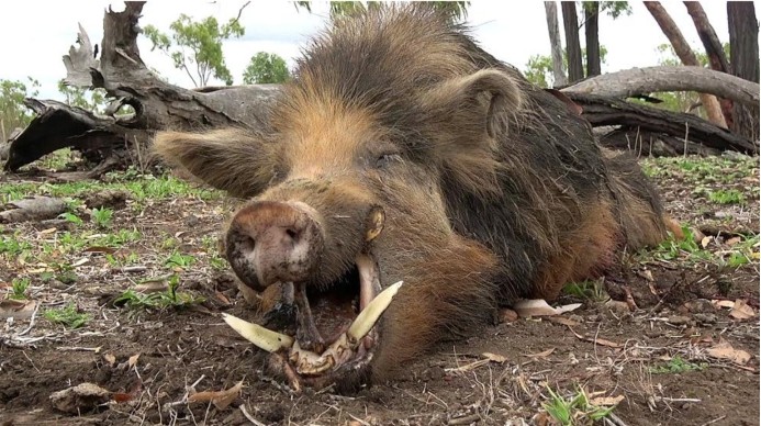 分布广,根本就没有灭绝的危险,但是,在我国,野猪却仍然是保护动物