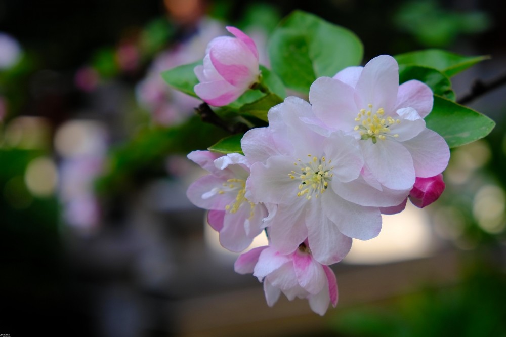 西府海棠就是这么美春天满枝粉香花秋来一树小苹果