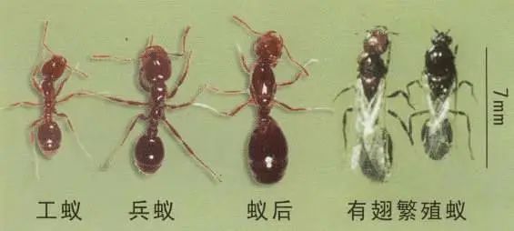 不同类型红火蚁的个体差异较大红火蚁有单蚁后和多蚁后两种社会形态