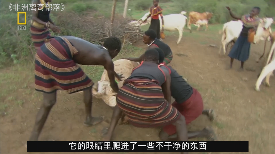 纪录片:非洲部落人买不起药,竟用舌头给牛治疗眼疾,太