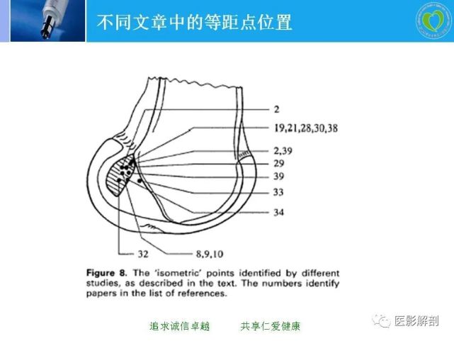 膝关节前交叉韧带的解剖研究