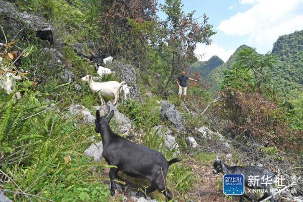 都安瑶族自治县大兴镇池花村一家种养专业合作社,一名村民在喂养山羊