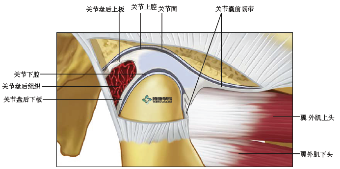 内部紊乱可能会导致疼痛和颞下颌关节功能紊乱,然而关节囊外的因素所