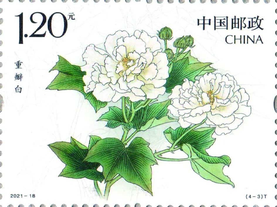 这枚由张桂徵老师设计并以其创作的芙蓉花作品为邮资图的普通封,其实