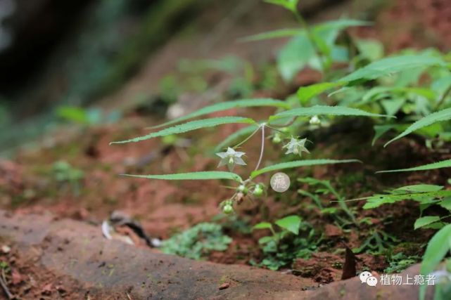 轮钟花|野有蔓兮,白衣飘飘