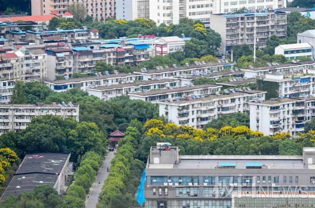 9月6日,极目新闻记者在武昌东湖路沿线看到,部分栾树正值盛花期,在