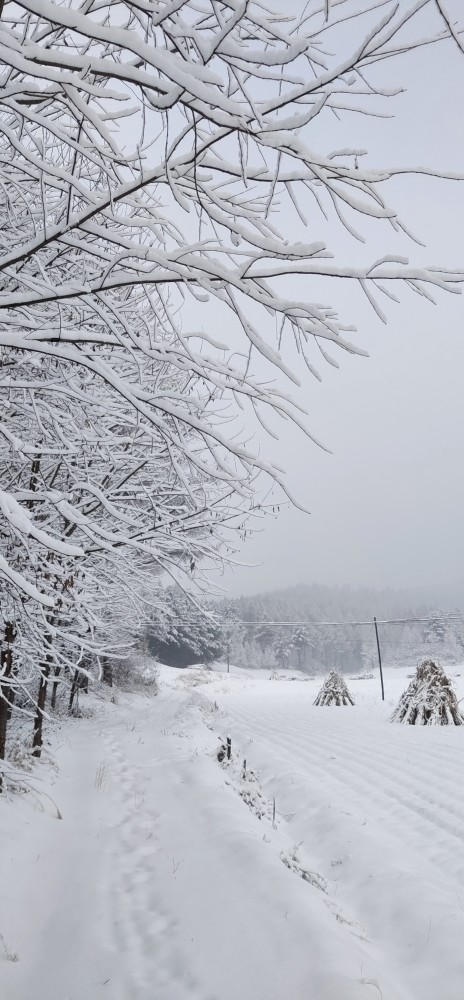 最美不过家乡的雪景