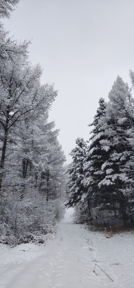 最美不过家乡的雪景