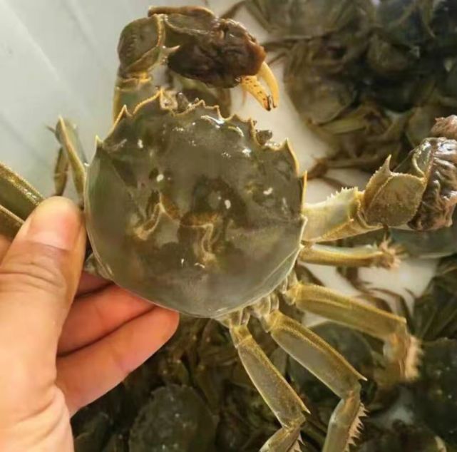 阳澄湖大闸蟹9月22日开捕,蟹未出水蟹券火热