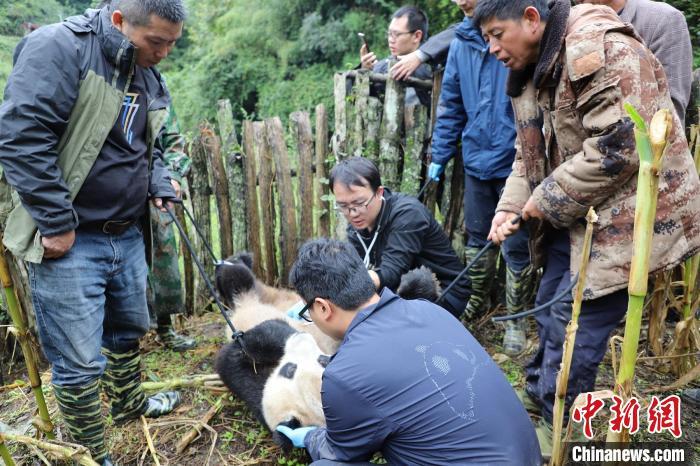 四川峨边下山做客野生大熊猫超18岁已送救助站救治