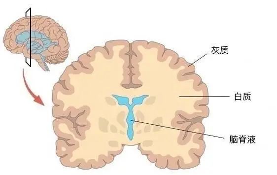 对哺乳类动物来说,大脑主要由灰质,白质和脑室(内部有脑脊液)构成.