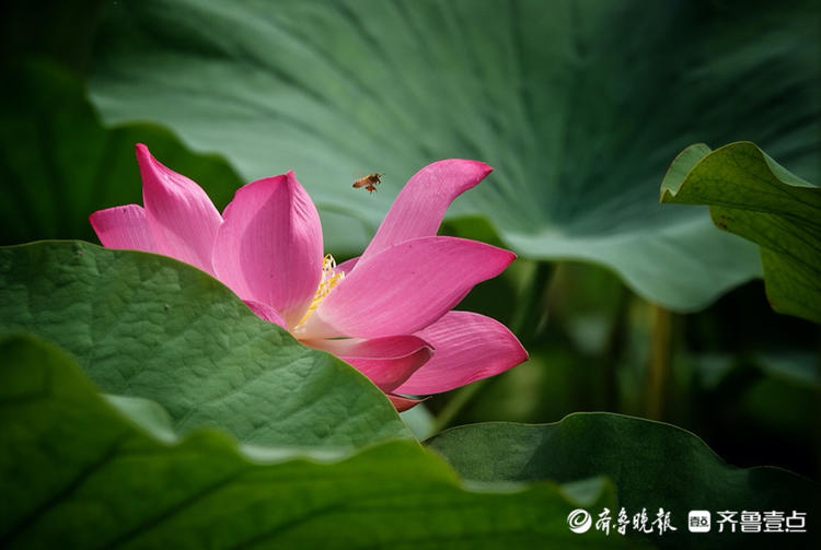 晨起"湖"拍,荷叶与荷花相依相偎