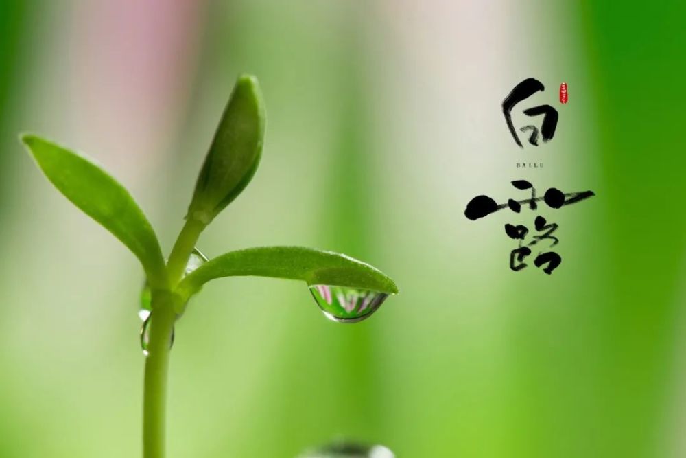 10首最美白露诗词,秋风起,夜微凉,愿君无恙!