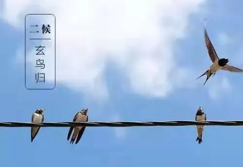 【二候玄鸟归】