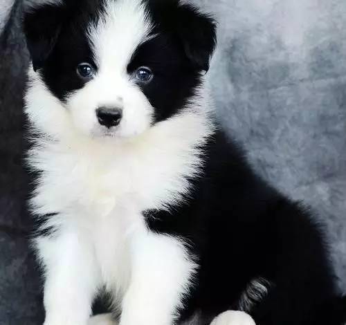 边牧专栏丨教你挑选容易训练的边境牧羊犬幼犬