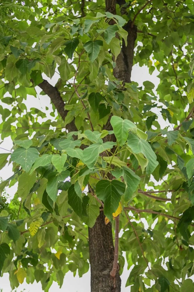 黄金树别名"白花梓树",叶子略小,前端渐尖长,叶正面光滑,背面有毛,叶