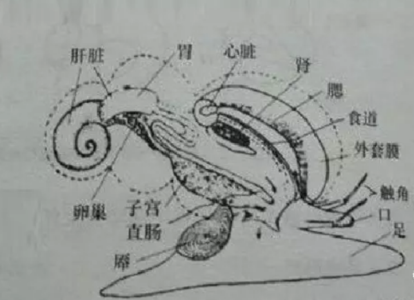 海螺肉解剖图
