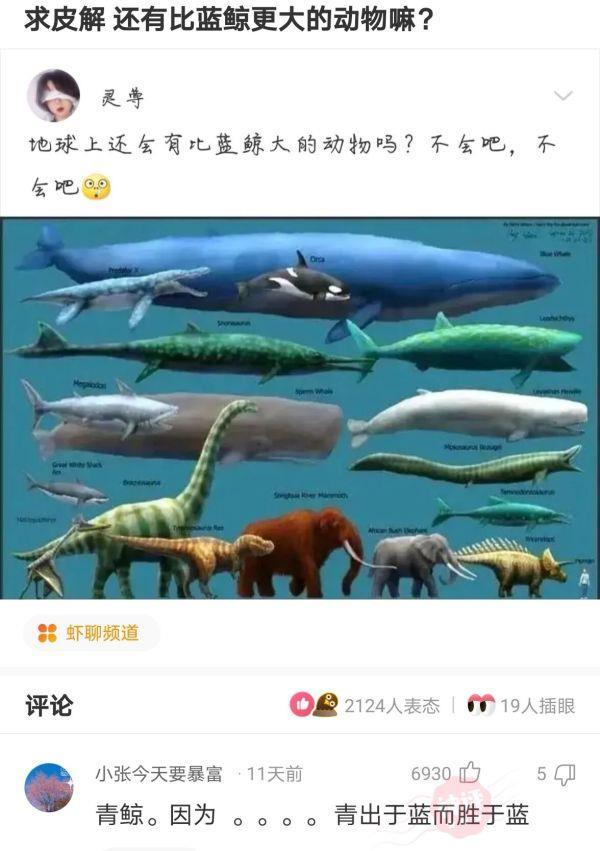 【沙雕问题4】:求皮解,还有比蓝鲸更大的动物吗?