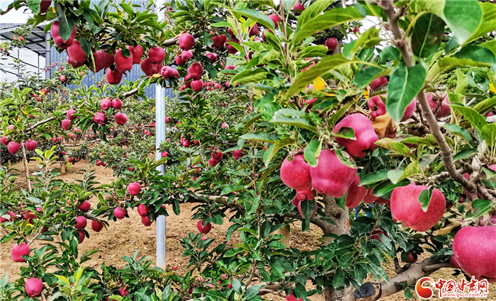 【小康圆梦·看甘肃】礼县苹果 一张硕硕满枝头的"金名片"