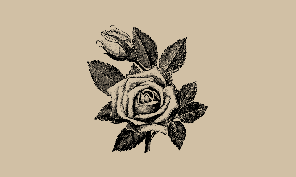 精品素材|复古手绘玫瑰花插画矢量素材
