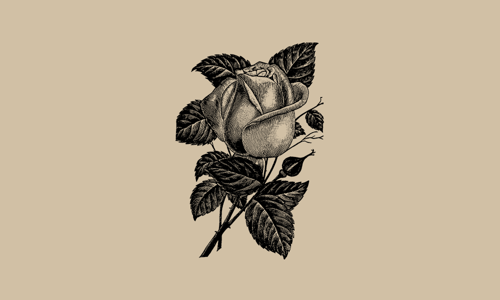精品素材|复古手绘玫瑰花插画矢量素材