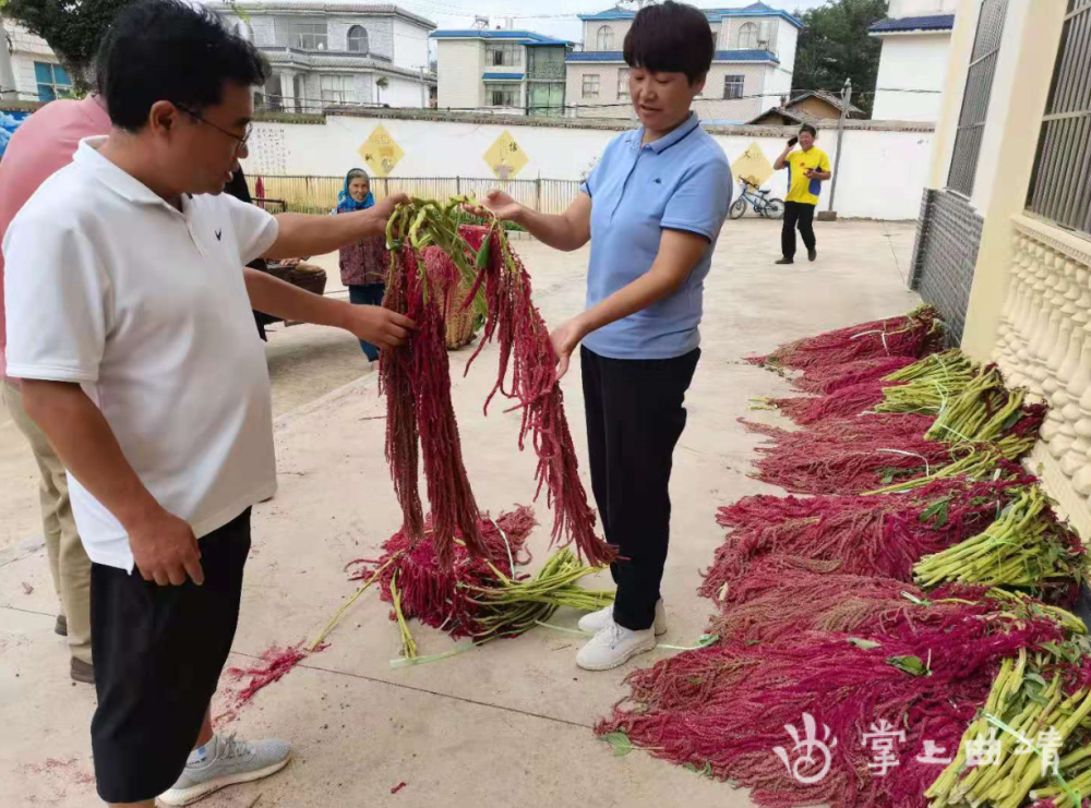 连日来,沾益区大坡乡麻拉村红彤彤的凤尾到了收获季,村民的脸上洋溢着