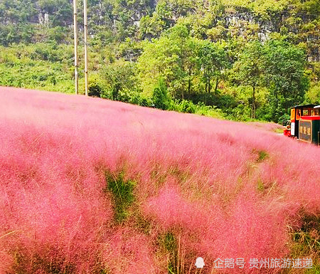 贵州唯美粉色花海如期而至,十一假期出游赏花好去处