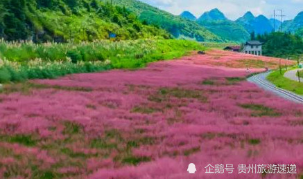 贵州唯美粉色花海如期而至,十一假期出游赏花好去处