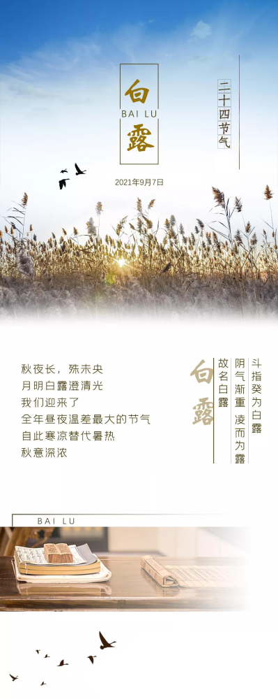今日 白露|蒹葭苍苍 白露为霜
