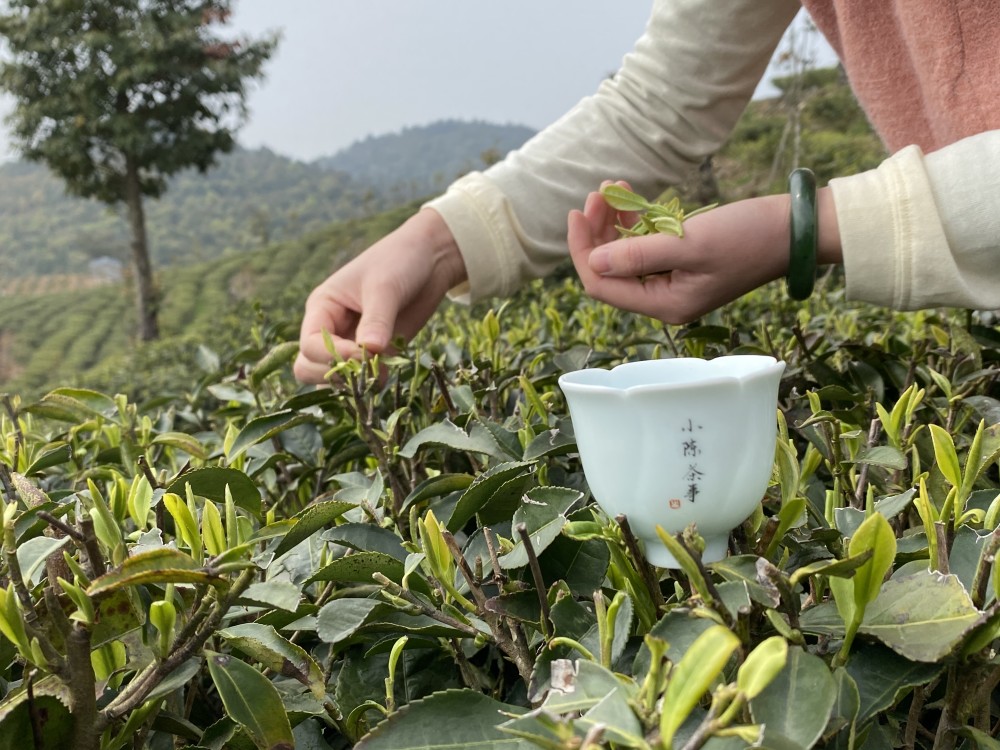 白茶科普,什么是平地茶,台地茶,高山茶,荒野茶,该买哪