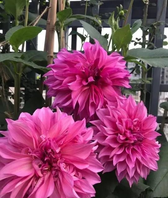 大丽花盆栽的种植方法,做好这3步,一年两次花,花型大颜色美