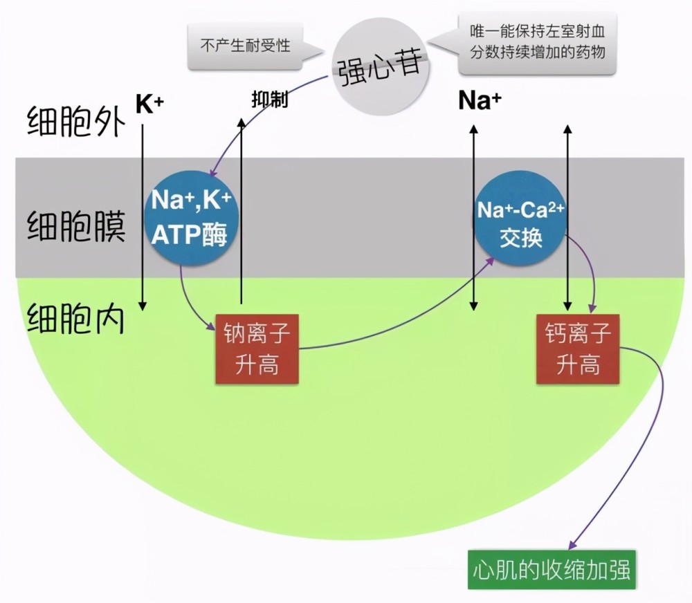 tips:强心苷类药物中毒主要表现是胃肠道反应,比如恶心呕吐.