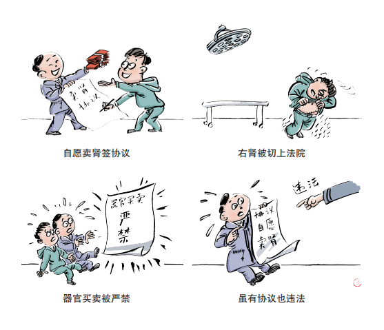 漫画民法典(二十八|卖了自己的器官,没有法律保障