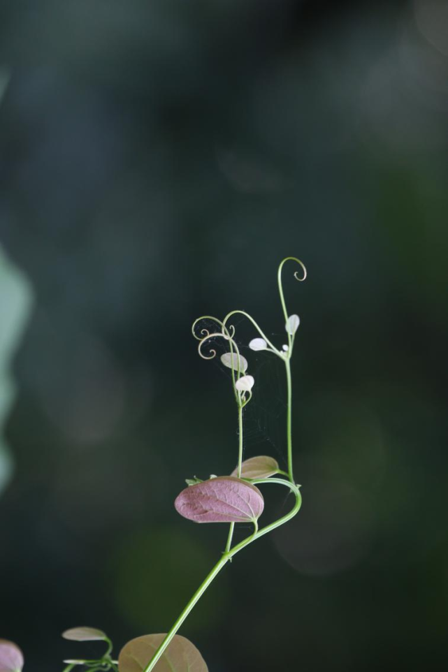 植物:我不内卷 但我的须卷