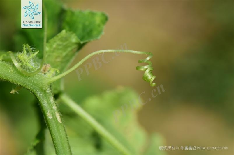 植物:我不内卷 但我的须卷