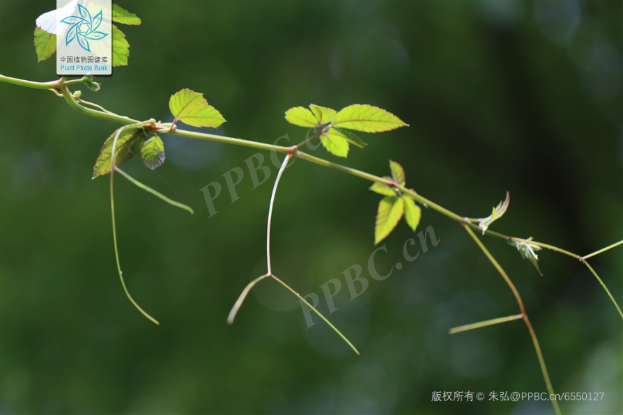 乌蔹莓的卷须合轴分枝(图片来源:中国植物图像库)