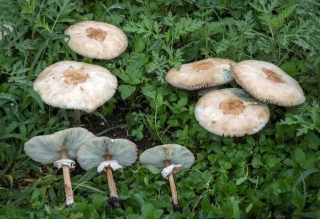 "icu菇":蘑界常见杀手,天生的策略家|蘑菇|大青褶伞|chloro