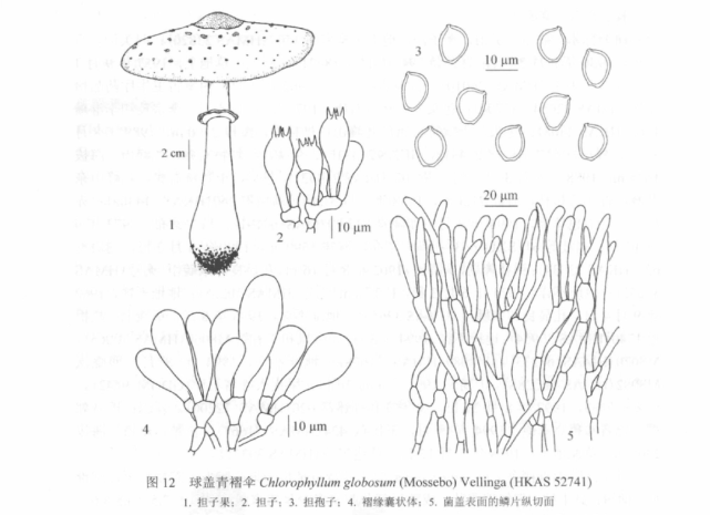 它和大青褶伞的宏观特征的主要区别在于,前者的孢子印呈黄色至赭黄色