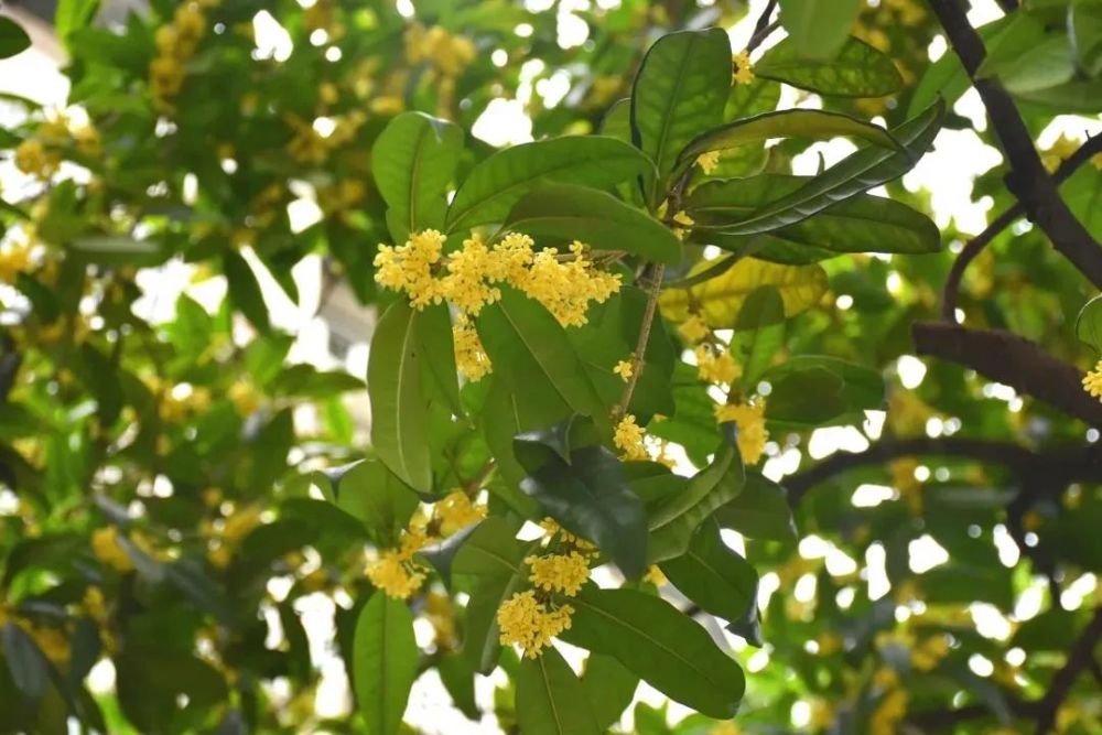 是桂花味的