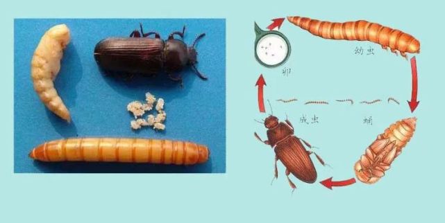 昆虫养殖新秀—大麦虫(高蛋白虫),被爆炒的养虫项目