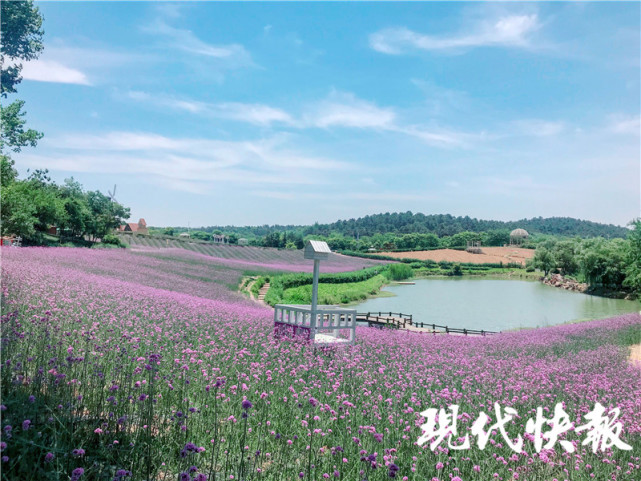 上榜第一批100个全国乡村旅游重点镇(乡),南京江宁这个街道究竟美在哪