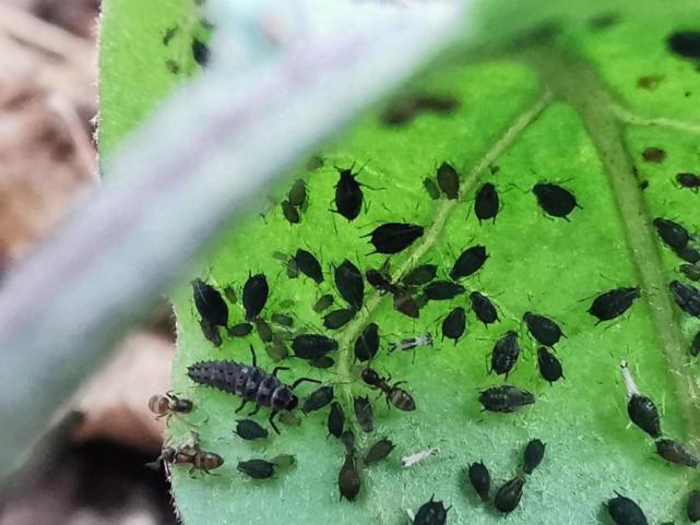 这些小黑虫在呼伦贝尔常被唤作"小咬",学名叫蚜虫,蜜虫,腻虫,是一种