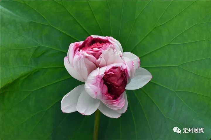 十万分之一的几率定州一小池塘现双株并蒂莲奇观